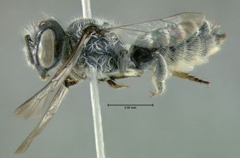 Media type: image;   Entomology 610865 Aspect: habitus lateral view